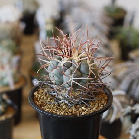 激レア)プテロカクタス　フランス種子実生 19種類セット 激レア)プテロカクタス フランス種子実生 19種類セット 激レア)プテロ