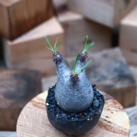 パキポディウム  グラキリス ／Pachypodium  gracilius     no.102469