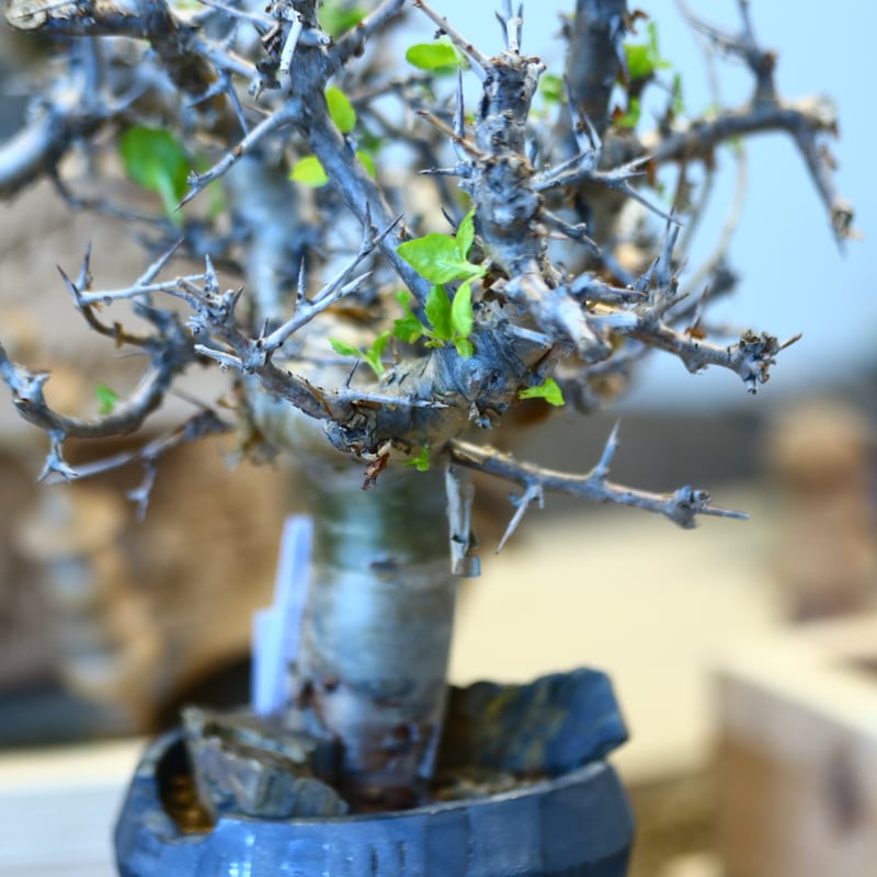 \"Commiphora wightii\" コミフォラ ワイティ 実生　良型 Commiphora wightii × N/OH no.107142 | 芽の巣山