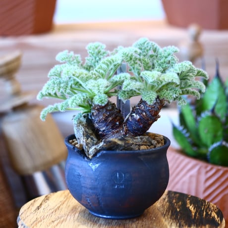 N/OH × Pelargonium appendiculatum     no.111920