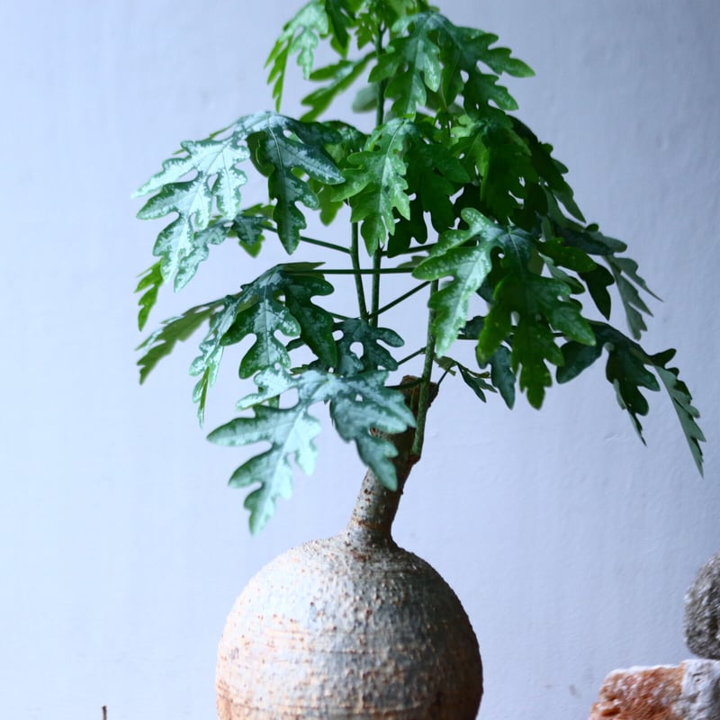 【期間限定】【鬼コレクション株】アデニア ペリエリ(メタモルファ)発根済A 鬼コレクション株】アデニア ペリエリ(メタモルファ)発根済C 鬼