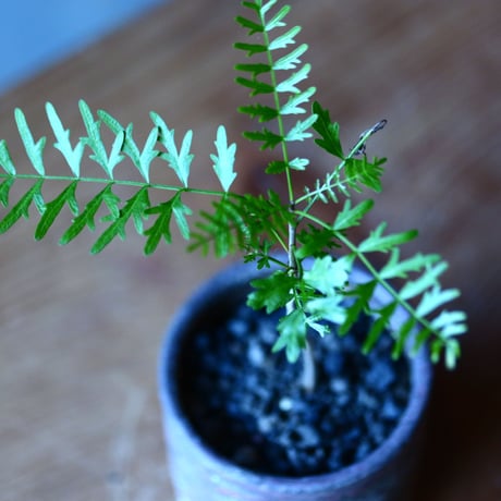 ブルセラ  ミクロフィラ  Bursera microphylla    no.81648