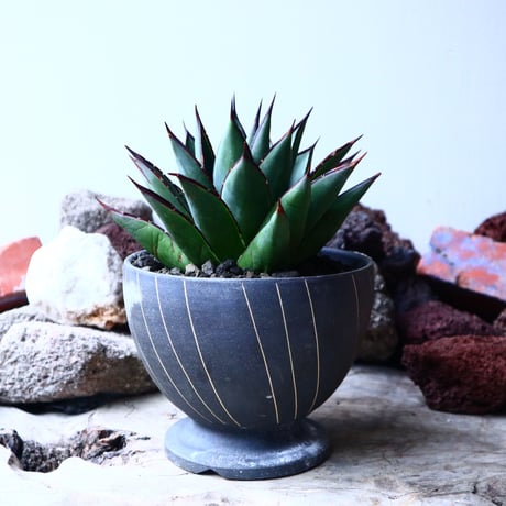 アガベ　ブルーグロー Agave 'Blue Glow'   no.32901