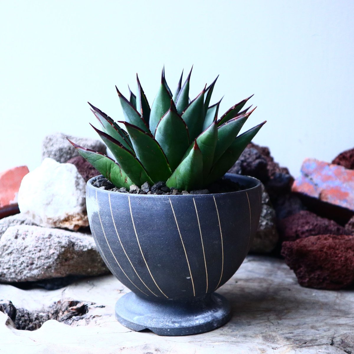アガベ ブルーグロー Agave 'Blue Glow' no.32901 | 芽の巣山 アガベ ブルーグロー Agave 'Blue Glow' no.32901 | 芽の巣山