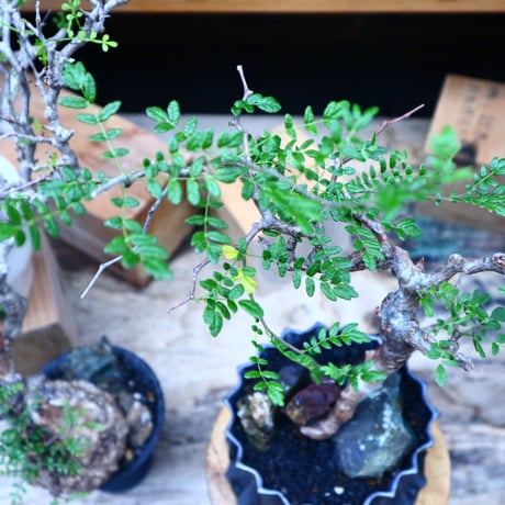 コミフォラ モンストローサ／Commiphora monstrosa   no.90514