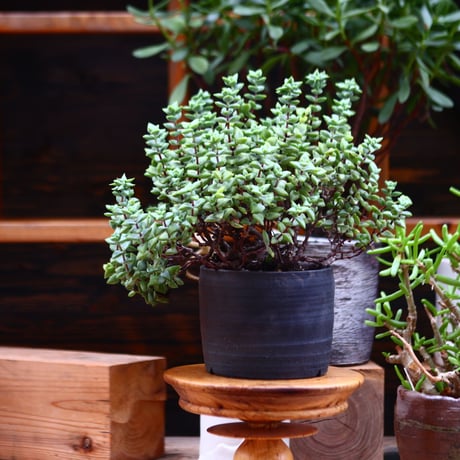 クラッスラ ルペストリス／Crassula rupestris     no.91246