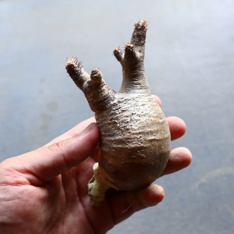 パキポディウム グラキリス 抜苗  Pachypodium rosulatum var. gracilius no.92918
