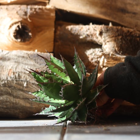 U.S. horrida (Agave horrida) / Style of Chika　no.1203-11