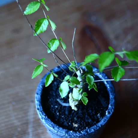 コミフォラ ロンギペデケラータ  Commiphora Longipedecellata   no.81645