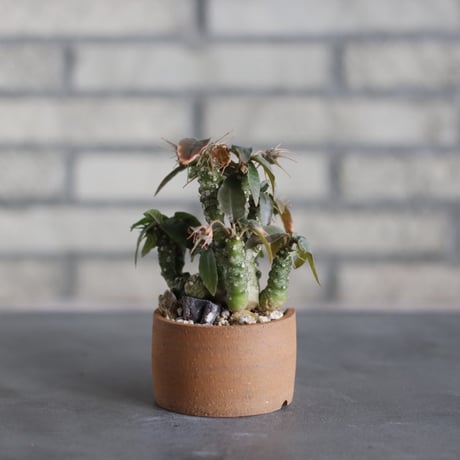 Dorstenia foetida × N/OH (2.5号)  no.524/30