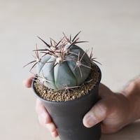 Echinocactus horizonthalonius / 太平丸 (3号鉢)  no.913/12