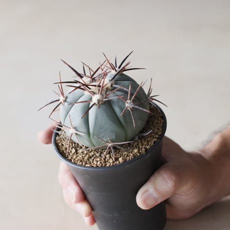 CATEGORY カクタス | 芽の巣山