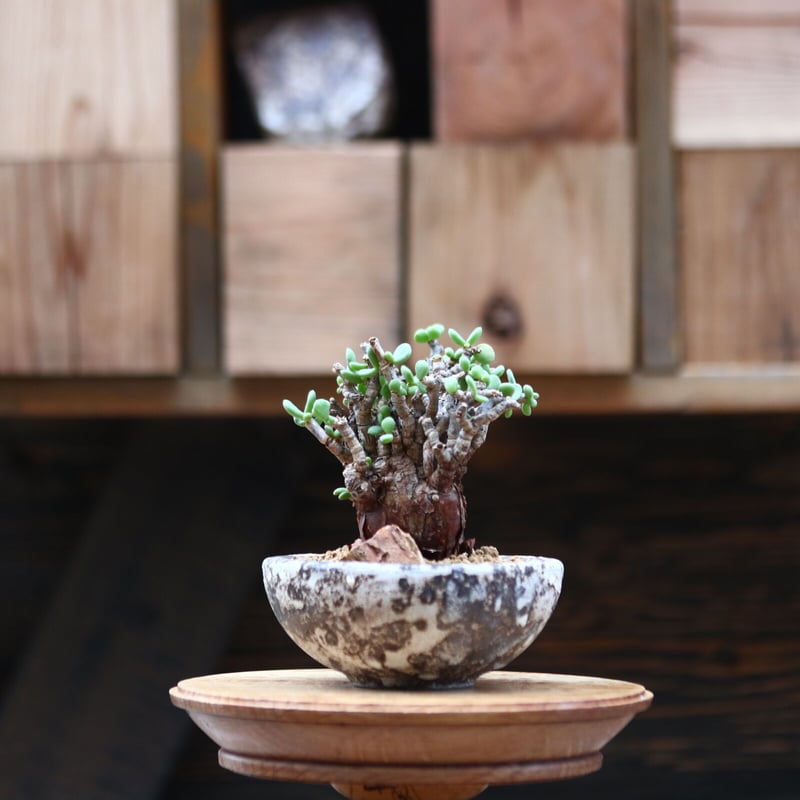 Ceraria pygmaea×N/OH　ケラリア ピグマエア　コレクション株 Ceraria pygmaea×N/OH ケラリア ピグマエア コレクション株 Ceraria