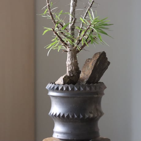 Fouquieria purpusii × Taku Higuchi/PLANETX   no.914-34