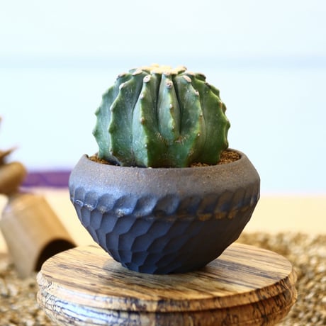 N/OH × Ferocactus glaucescens f. nuda  no.61829