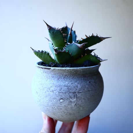 アガベ   チタノタ 　 Agave  titanota   no.30112