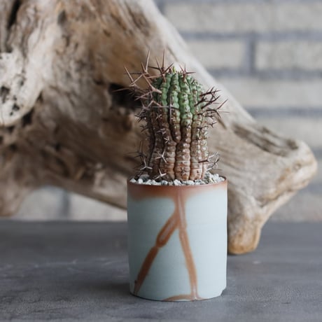 Euphorbia stellispina × 備前鉢3号 / koniyinok  no.607-15