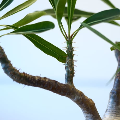 N/OH × Pachypodium  gracilius    no.61844