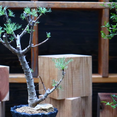 コミフォラ  クラウセリアナ／Commiphora  kraeuseliana   no.62655