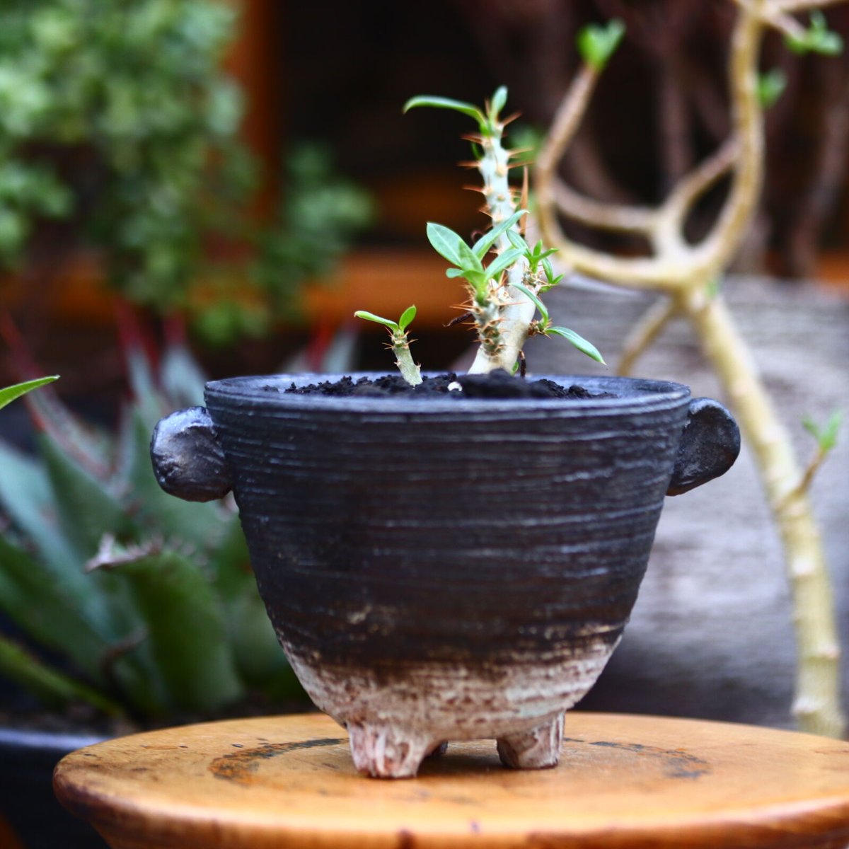 パキポディウム ビスピノーサム 実生／Pachypodium bispinosum n