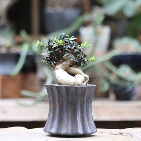 ユーフォルビア  フランコイシー／Euphorbia francoisii   no.100911