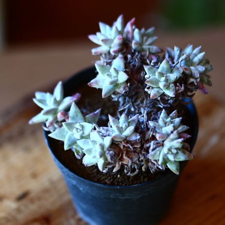 ダドレア グリーニー Dudleya greenei  no.111532③