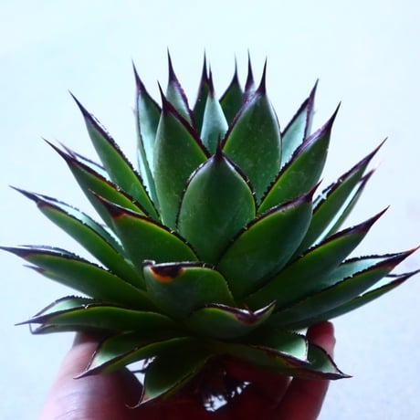 アガベ　ブルーグロー Agave 'Blue Glow'   no.20907