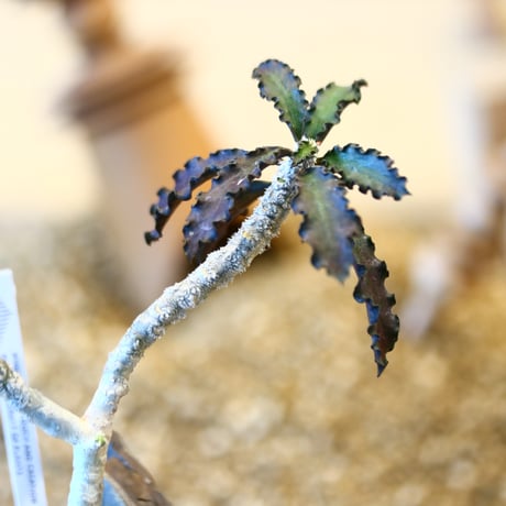 Euphorbia ambovombensis × YAMABACHI var. takero pot  no.11432