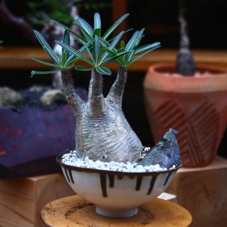 パキポディウム  グラキリス ／Pachypodium  gracilius     no.101040