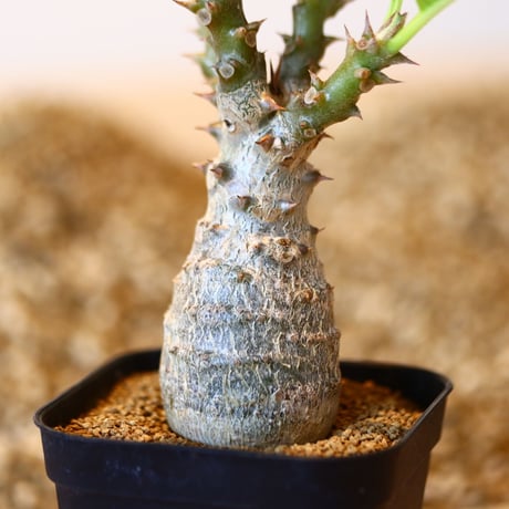 パキポディウム ウィンゾリー / Pachypodium baronii var. windsorii    no.41614