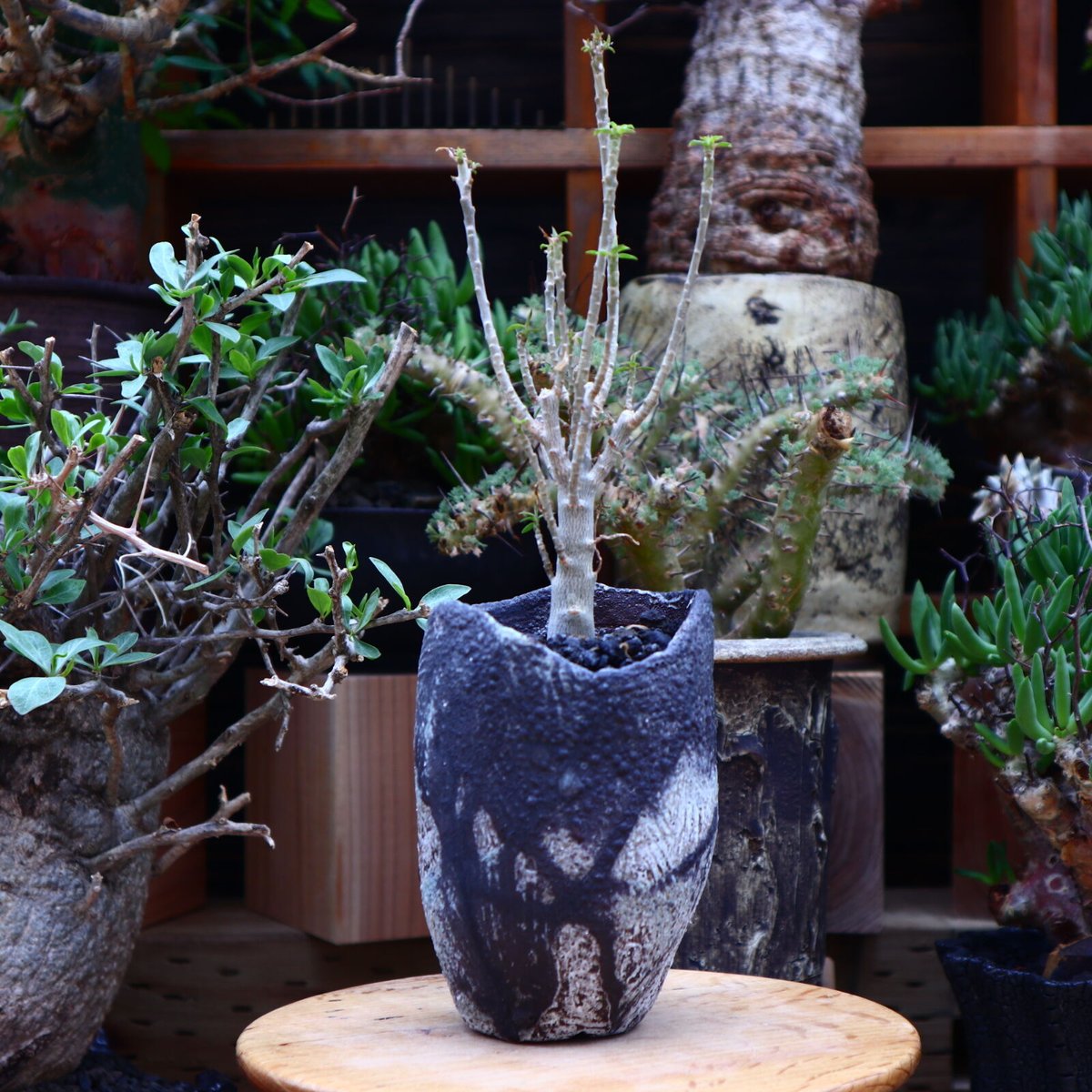 ユーフォルビア バルサミフェラ/Euphorbia balsamifera no.60 ユーフォルビア バルサミフェラ/Euphorbia balsamifera no.60