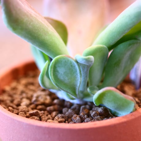 Kalanchoe luciae monstrosa × YAMABACHI   no.123133