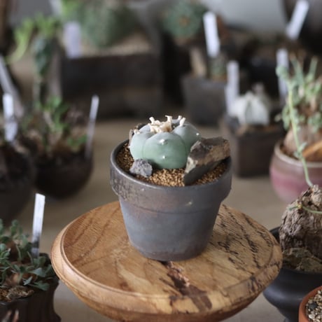 Lophophora williamsii (大型鳥羽玉) × YAMABACHI var.takero pot  no.1201-10