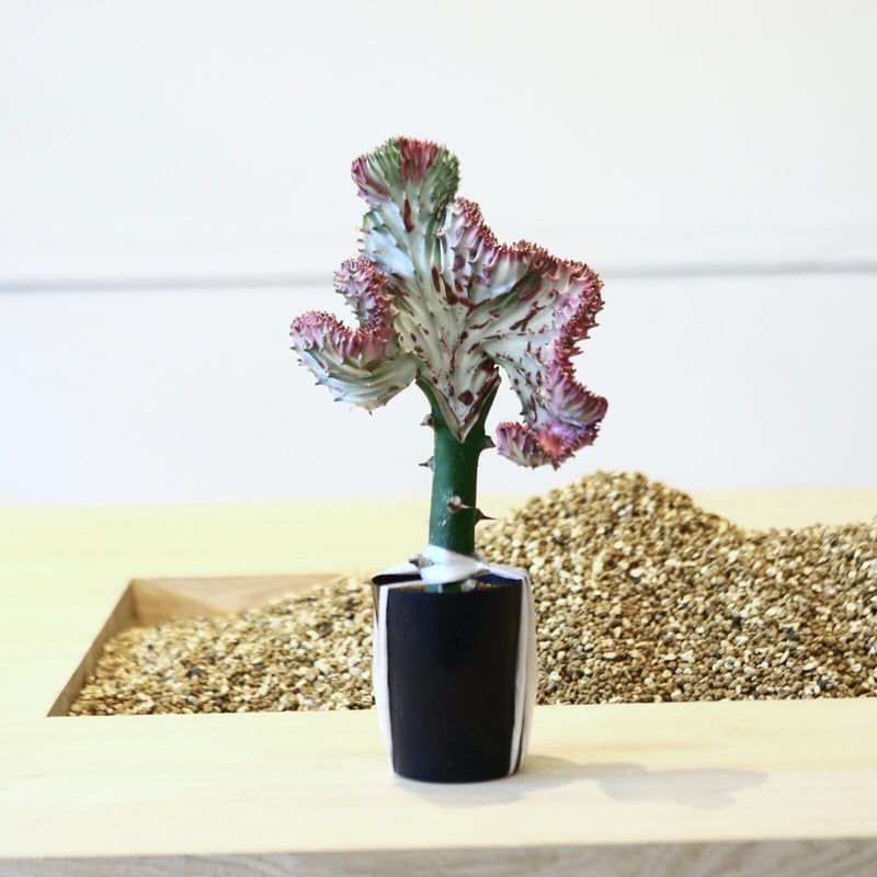 ユーフォルビア ラクテア綴化 / Euphorbia lactea no.43011 | 芽の巣山