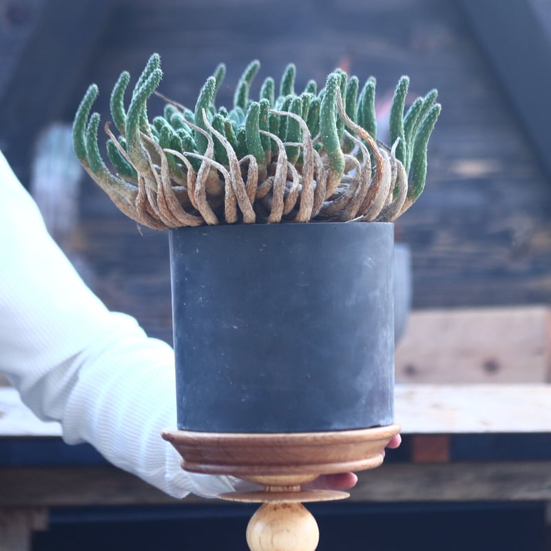 ユーフォルビア　エスクレンタ　現地球 ユーフォルビア エスクレンタ Euphorbia esculenta no.228