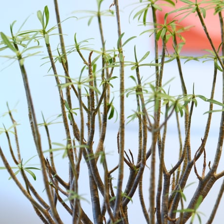 Euphorbia balsamifera  no.32474