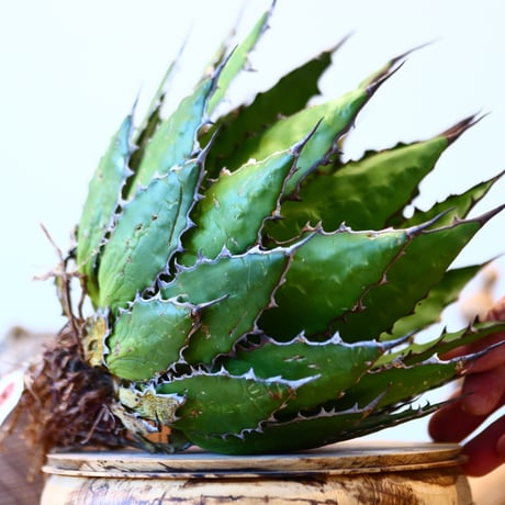 Agave horrida    no.121/6