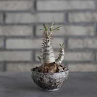 アボニア クイナリア アルストニー 赤花／Avonia quinaria ssp.