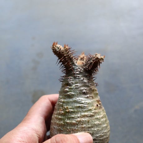 パキポディウム グラキリス 抜苗  Pachypodium rosulatum var. gracilius no.92930