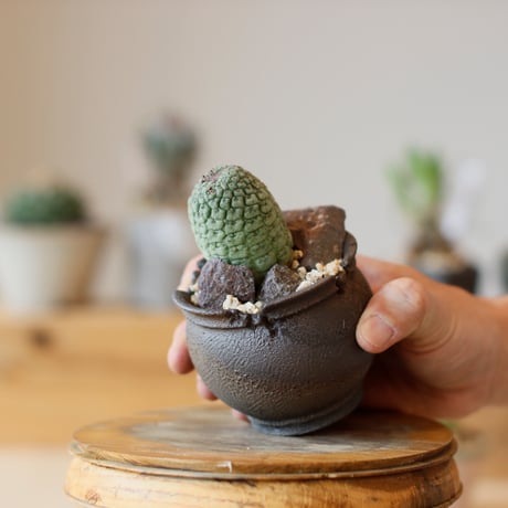 Larryleachia cactiformis  / 仏頭玉 × takero pot (2.5号)   no.111/27