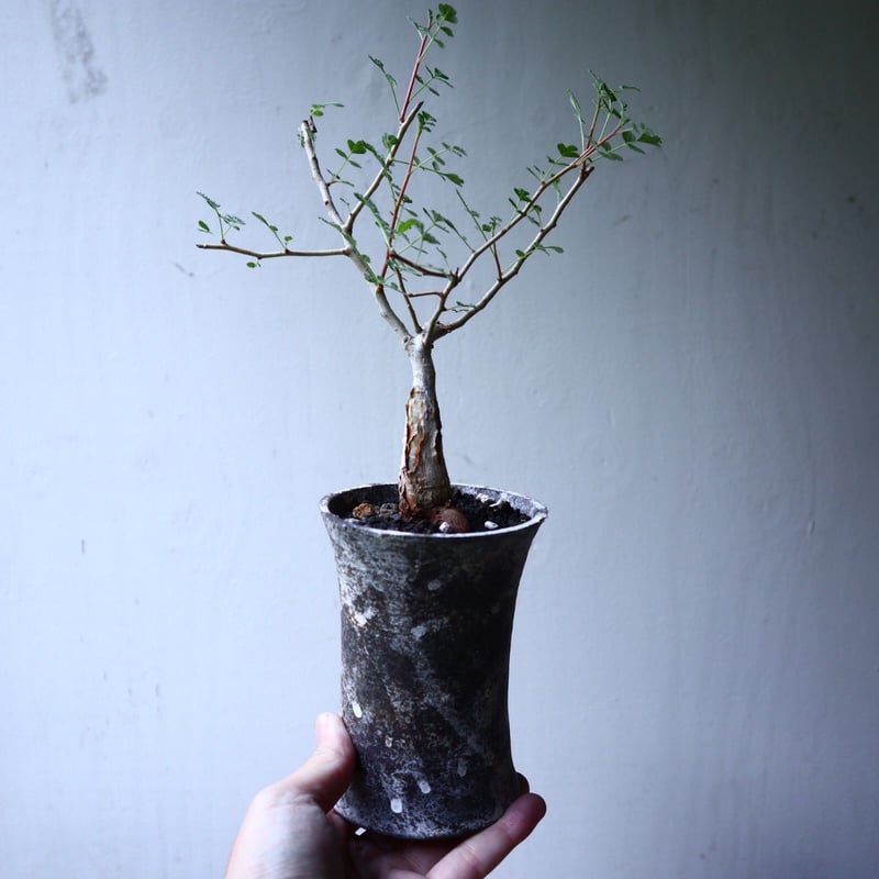 パキコルムス ディスカラー (象の木) Pachycormus discolor n