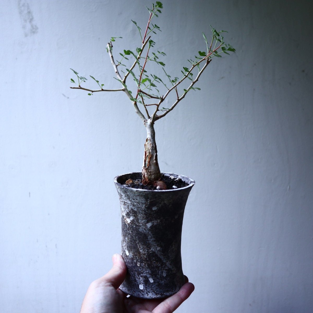 パキコルムス ディスカラー (象の木) Pachycormus discolor n