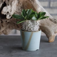 Pachypodium brevicaule ssp.Leucoxanthum × 備前鉢2.5号 / snp plants  no.607-2