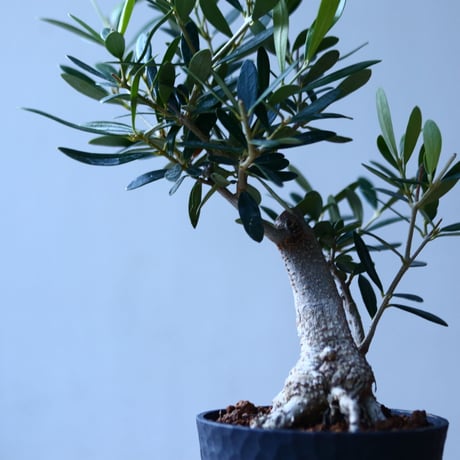 オリーブ　Olea europaea　 no.110846-5