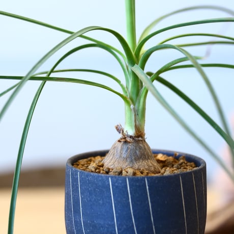 beaucarnea gracilis × IZA   no.90324