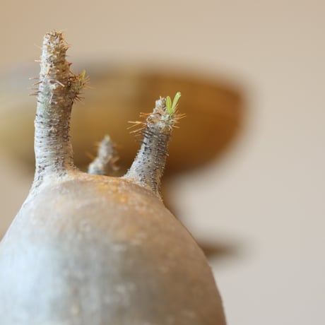 Pachypodium gracilius × YAMABACHI    no.112-44
