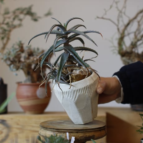 Aloe acutissima × N/OH (3.5号)  no.104/9