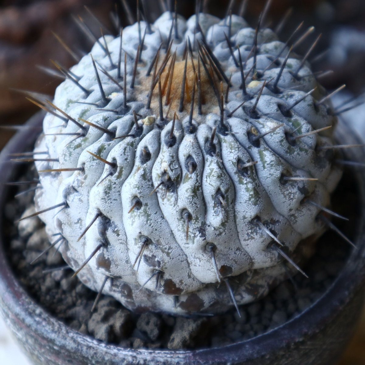 Copiapoa cinerea columna-alba 発根済 コピアポア Copiapoa cinerea var. columna-alba【コピアポア・孤竜丸】 | RIMO'S