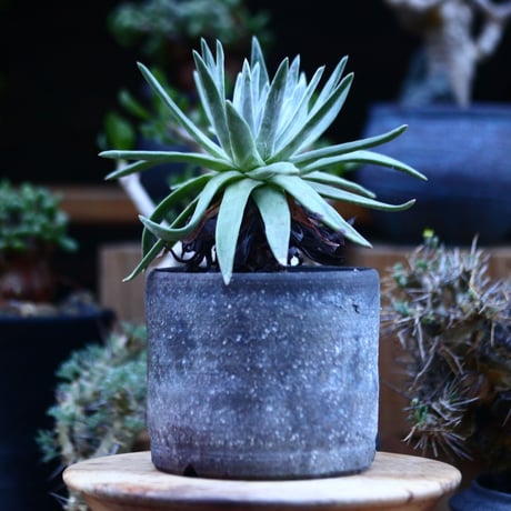 ダドレア ブリトニー／Dudleya brittonii    no.111416