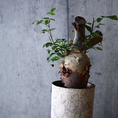 コミフォラ  カタフ     Commiphora kataf   no.022